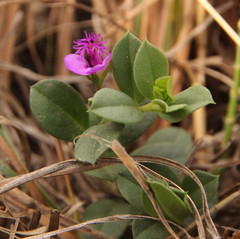 Polygala