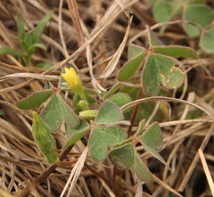 Oxalis corniculata