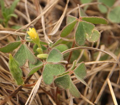 Oxalis corniculata