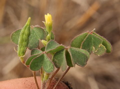 Oxalis corniculata