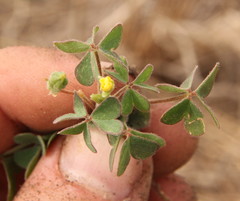 Oxalis corniculata
