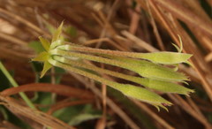 Kohautia amatymbica