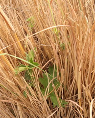 Kohautia amatymbica
