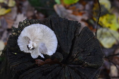 Hohenbuehelia angustata