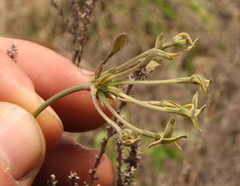 Kohautia amatymbica