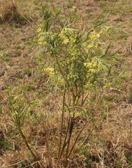 Gomphocarpus
