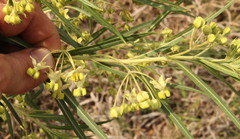 Gomphocarpus