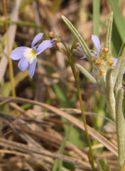 Lobelia erinus