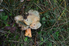 Lactarius semisanguifluus