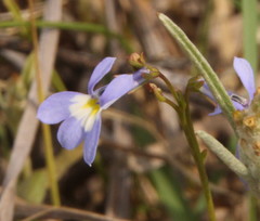 Lobelia erinus