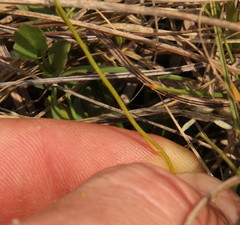 Lobelia erinus