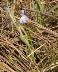 Lobelia erinus