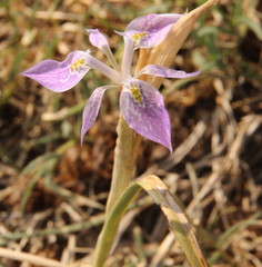 Moraea simulans