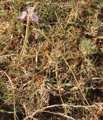 Moraea simulans