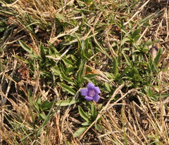 Aptosimum procumbens