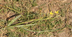 Moraea pallida