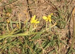 Moraea pallida