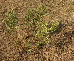 Gomphocarpus