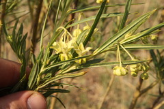 Gomphocarpus