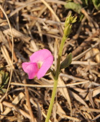 Fabaceae