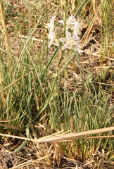 Chlorophytum