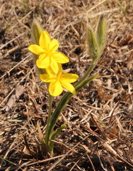 Hypoxis