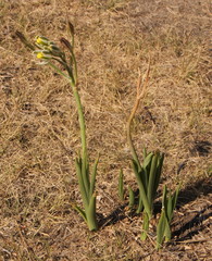 Albuca