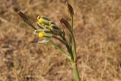 Albuca
