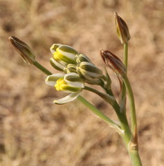 Albuca