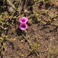 Ipomoea crassipes
