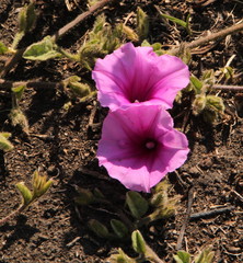 Ipomoea crassipes