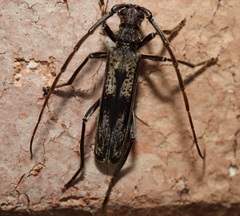 Diotimana undulata