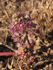 Ledebouria