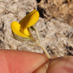 Fabaceae