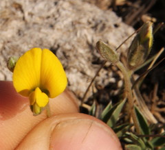 Fabaceae