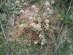 Marrubium supinum