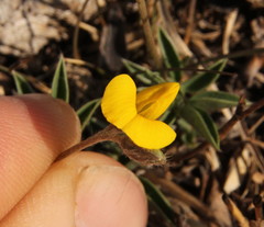 Fabaceae