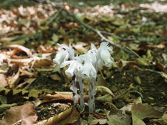 Monotropastrum humile