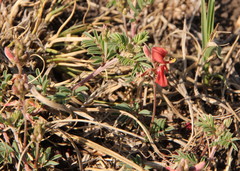 Indigofera