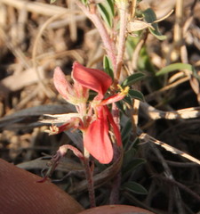 Indigofera