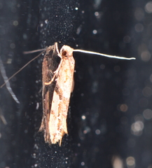 Crypsitricha roseata