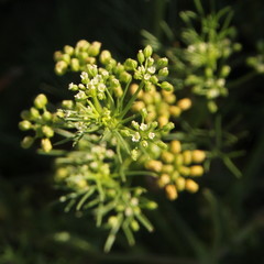 Cyclospermum leptophyllum
