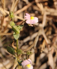 Nemesia fruticans
