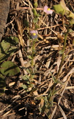 Nemesia fruticans