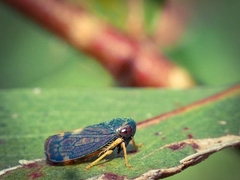 Neotartessus flavipes