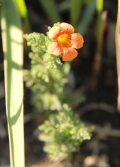 Jamesbrittenia aurantiaca