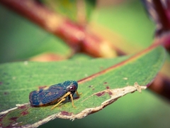 Neotartessus flavipes