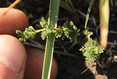 Jamesbrittenia aurantiaca