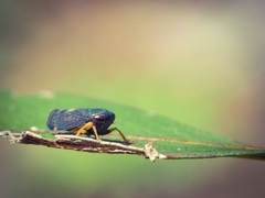 Neotartessus flavipes