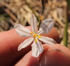 Chlorophytum fasciculatum